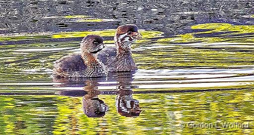 Pied-billed Grebes_DSCF4794.jpg - Pied-billed Grebes (Podilymbus podiceps), adult & juvenile, photographed along the Rideau Canal Waterway at Smiths Falls, Ontario, Canada.